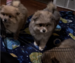 Small Photo #2 Pomsky Puppy For Sale in ROMULUS, MI, USA