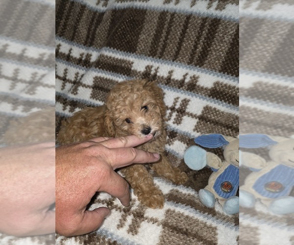Medium Photo #8 Poodle (Toy) Puppy For Sale in DENVER, CO, USA