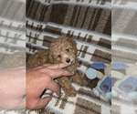 Small Photo #8 Poodle (Toy) Puppy For Sale in DENVER, CO, USA