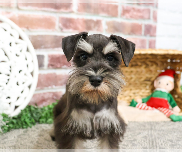 Medium Photo #9 Schnauzer (Miniature) Puppy For Sale in SYRACUSE, IN, USA