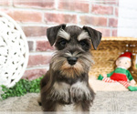 Small #8 Schnauzer (Miniature)