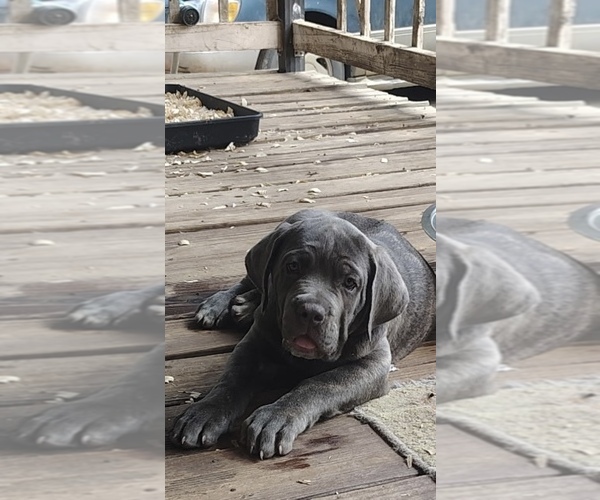 Medium Photo #1 Cane Corso Puppy For Sale in INTERLACHEN, FL, USA