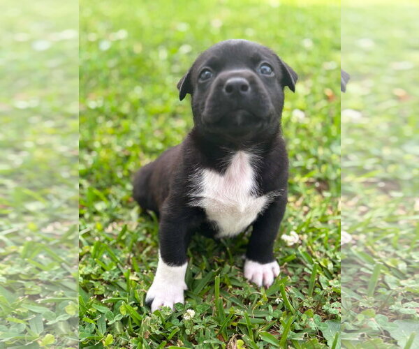 Medium Photo #4 American Staffordshire Terrier-Labrador Retriever Mix Puppy For Sale in Holly Springs, NC, USA