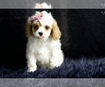Small Photo #78 Cavapoo Puppy For Sale in WARSAW, IN, USA