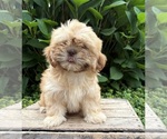 Small #1 Shih Tzu