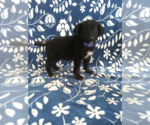 Shepadoodle Puppy for sale in SOUTH BEND, IN, USA
