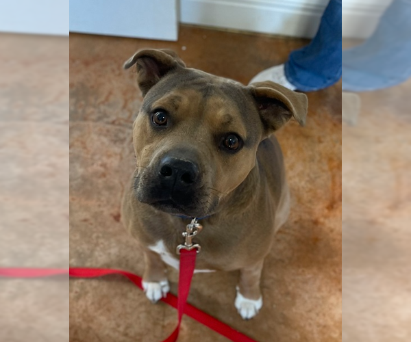 Medium Photo #22 American Staffordshire Terrier-Boxer Mix Puppy For Sale in Bolivar, MO, USA