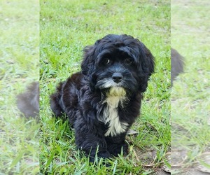 Cockapoo Puppy for sale in HATTIESBURG, MS, USA