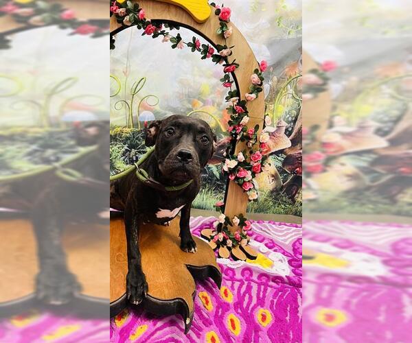 Medium Photo #1 American Pit Bull Terrier Puppy For Sale in Globe, AZ, USA