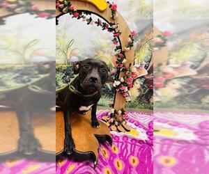 American Pit Bull Terrier Dogs for adoption in Globe, AZ, USA
