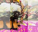 Small American Pit Bull Terrier