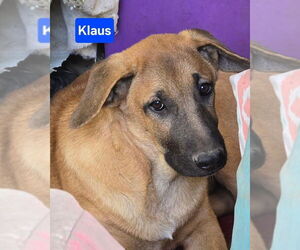 Mutt Dogs for adoption in Alexander, AR, USA