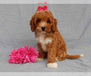 Goldendoodle Puppy for sale in MILLERSBURG, OH, USA