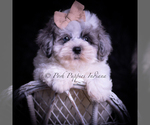 Small Photo #41 Maltipoo (Miniature) Puppy For Sale in WARSAW, IN, USA