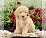 Small #4 Goldendoodle (Miniature)