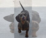 Small #5 Dachshund