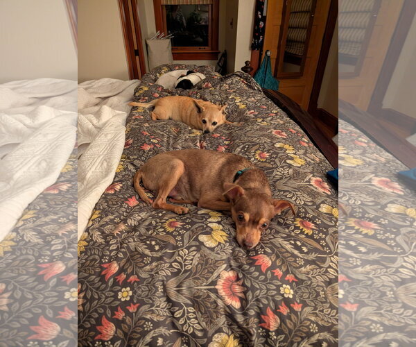 Medium Photo #9 Chihuahua Puppy For Sale in Arlington, VA, USA