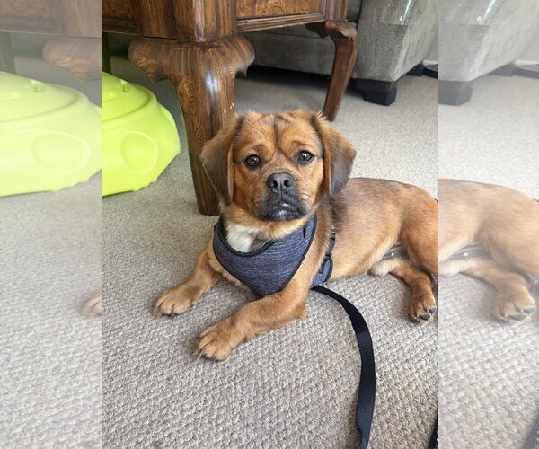 Medium Photo #2 Pug-Unknown Mix Puppy For Sale in Plainfield, IL, USA