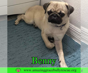 Pug Dogs for adoption in Pensacola, FL, USA