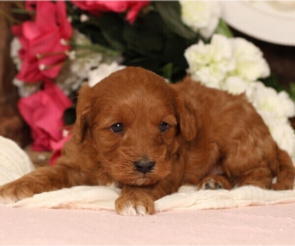 Medium Photo #5 Cavapoo Puppy For Sale in JONES, MI, USA