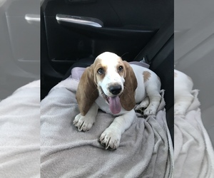 Basset Hound Puppy for sale in HANFORD, CA, USA