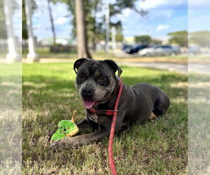 Rax - Male American Staffordshire Terrier Dog for Adoption - Photo #3