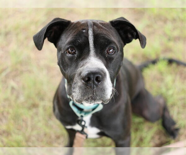 Medium Photo #1 American Pit Bull Terrier Puppy For Sale in Ocala, FL, USA
