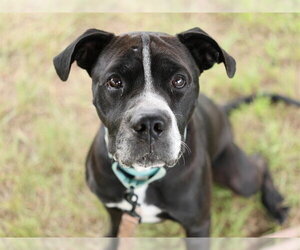 American Pit Bull Terrier Dogs for adoption in Ocala, FL, USA