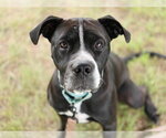 MUGIN - Male American Pit Bull Terrier Dog for Adoption - Small photo