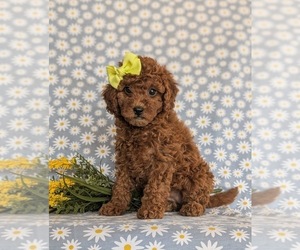 Cavapoo Puppy for sale in QUARRYVILLE, PA, USA