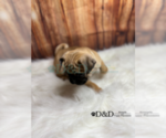 Small Photo #9 Pug Puppy For Sale in RIPLEY, MS, USA