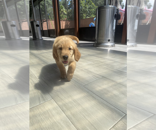 Medium Photo #28 Golden Retriever Puppy For Sale in ORLANDO, FL, USA