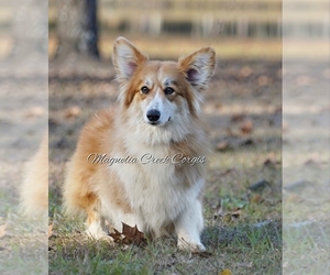 Mother of the Pembroke Welsh Corgi puppies born on 04/08/2022