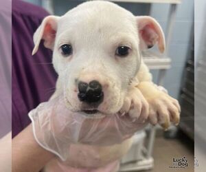 Labrador Retriever-Unknown Mix Dogs for adoption in Washington, DC, USA
