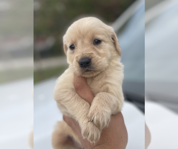 Medium Photo #9 Golden Retriever Puppy For Sale in TAMPA, FL, USA