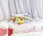 Small Photo #4 Maltipoo Puppy For Sale in CHANDLER, AZ, USA