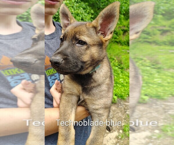 Medium Photo #1 German Shepherd Dog Puppy For Sale in BEAVER FALLS, PA, USA