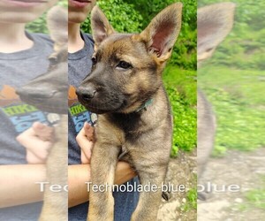 German Shepherd Dog Puppy for sale in BEAVER FALLS, PA, USA