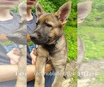 Small German Shepherd Dog