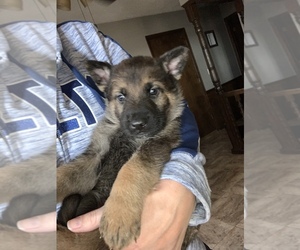 German Shepherd Dog Puppy for sale in CLAY CENTER, KS, USA