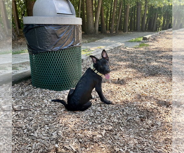 Medium Photo #8 German Shepherd Dog-Unknown Mix Puppy For Sale in Mooresville, NC, USA