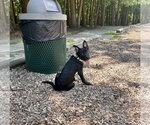 Small #7 German Shepherd Dog Mix