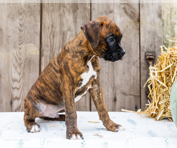 Medium Photo #37 Boxer Puppy For Sale in WAKARUSA, IN, USA