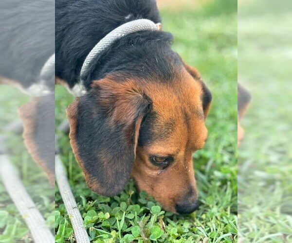Medium Photo #4 Beagle-Unknown Mix Puppy For Sale in Bedford, VA, USA