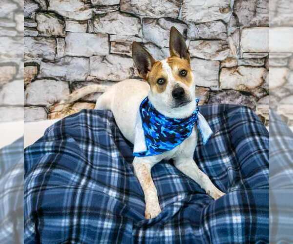 Medium Photo #2 Mutt Puppy For Sale in Kennesaw, GA, USA