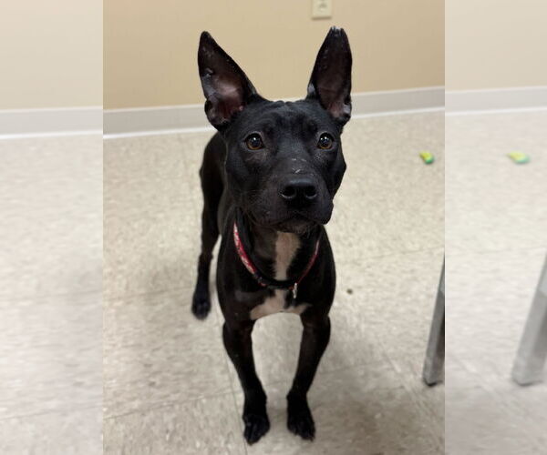 Medium Photo #4 Mutt Puppy For Sale in Jefferson, WI, USA