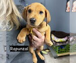 Small #1 Catahoula Leopard Dog