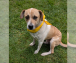 Small Labrador Retriever Mix