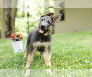 German Shepherd Dog Puppy for sale in GOSHEN, IN, USA