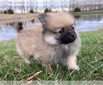 Small Photo #8 Pomeranian Puppy For Sale in DOWNING, MO, USA